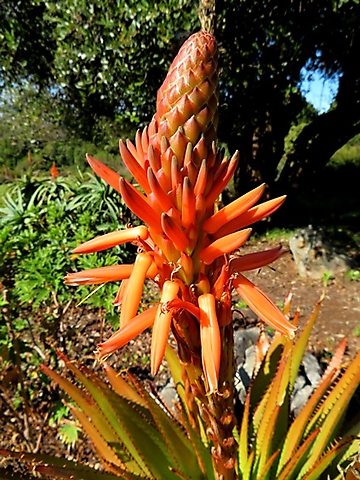 Aloe lineata var. muirii inflorescence