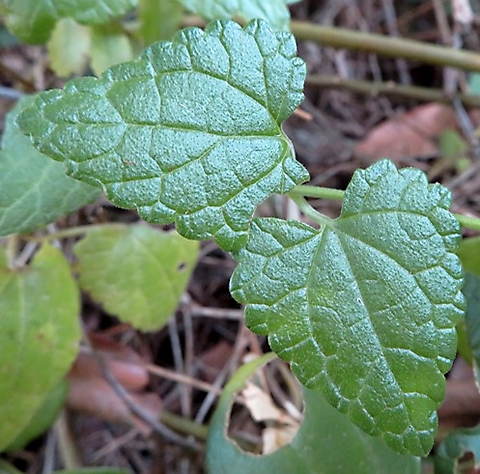 Stachys aethiopica leaves