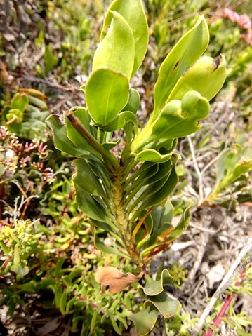 Limonium peregrinum leafy stem
