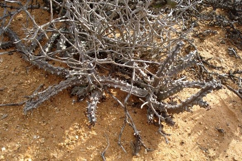 Quaqua parviflora subsp. parviflora stems
