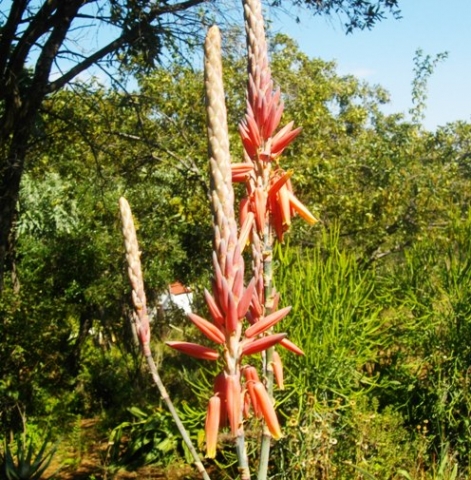 Aloe pretoriensis inflorescence