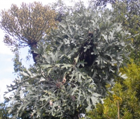 Cussonia paniculata subsp. sinuata on the Magaliesberg