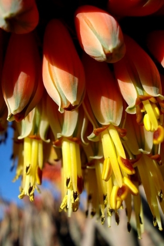 Aloe claviflora club-shaped flowers