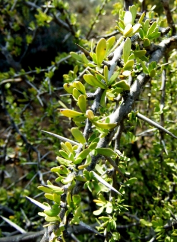 Gymnosporia buxifolia robust spines