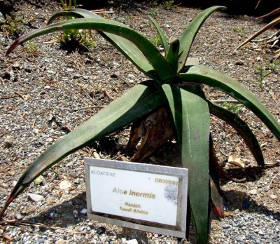 Aloe inermis from Saudi Arabia