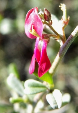 Indigofera obcordata flower