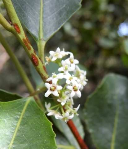 Cassine peragua flowers