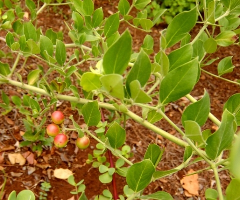 Carissa edulis fruit and leaves