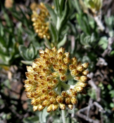 Helichrysum hebelepis inflorescence in bud