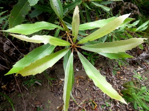 Brabejum stellatifolium stem-tip brownish leaves