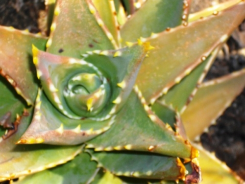 Aloe mitriformis now called A. perfoliata