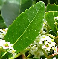 Cassine peragua leaf venation