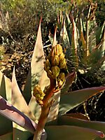 Aloe striata budding