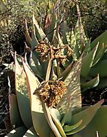 Aloe striata failed flowering