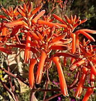 Aloe striata flowers