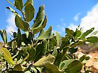 Euclea tomentosa leaf variety