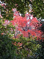 Quercus robur leaves framing an autumn swamp cypress