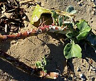 Arctotheca populifolia fleshy stems