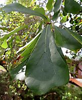 Brachylaena elliptica or bitter-leaf
