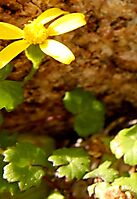 Cineraria geifolia flowerhead
