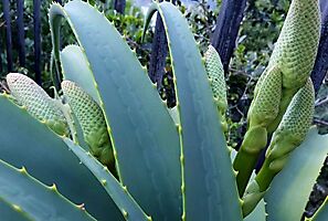 Aloe, a hybrid