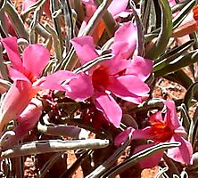 Adenium oleifolium flowers