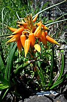 Aloe fouriei inflorescence