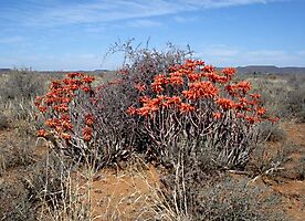 Aloe hereroensis, the vlakte- or sandaalwyn