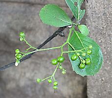 Ehretia amoena buds and young fruits