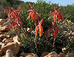 Aloe humilis in flower