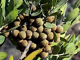 Euclea polyandra hairy fruit