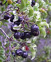 Euclea undulata ripe fruit