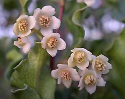 Euclea undulata male flowers