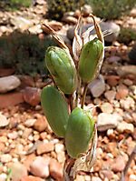 Aloe humilis green fruit