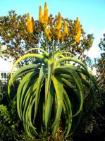 Aloe thraskii in classic shape