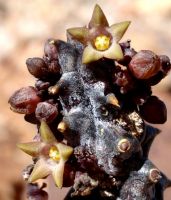 Quaqua incarnata subsp. hottentotorum 