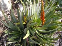 Aloe succotrina, a misnomer