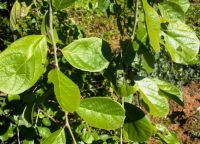 Ehretia amoena sandpaper bush