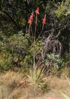 Aloe pretoriensis flowering in Gauteng