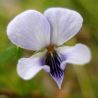 Viola decumbens flower