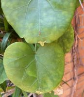 Dioscorea elephantipes old leaves