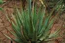 Aloe pretoriensis leaf rosette