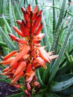Aloe succotrina flowers