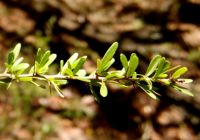Gymnosporia polyacantha subsp. vaccinifolia fresh leaves