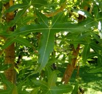 Cussonia natalensis leaf