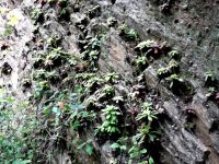 Crassula orbicularis mountaineering