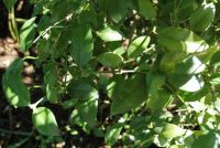 Carissa bispinosa leaves 