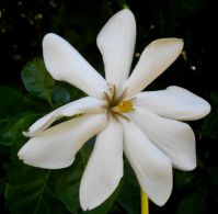 Gardenia thunbergia that can't count
