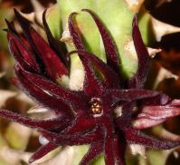 Quaqua mammillaris flower
