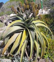 Aloe thraskii fruit capsules